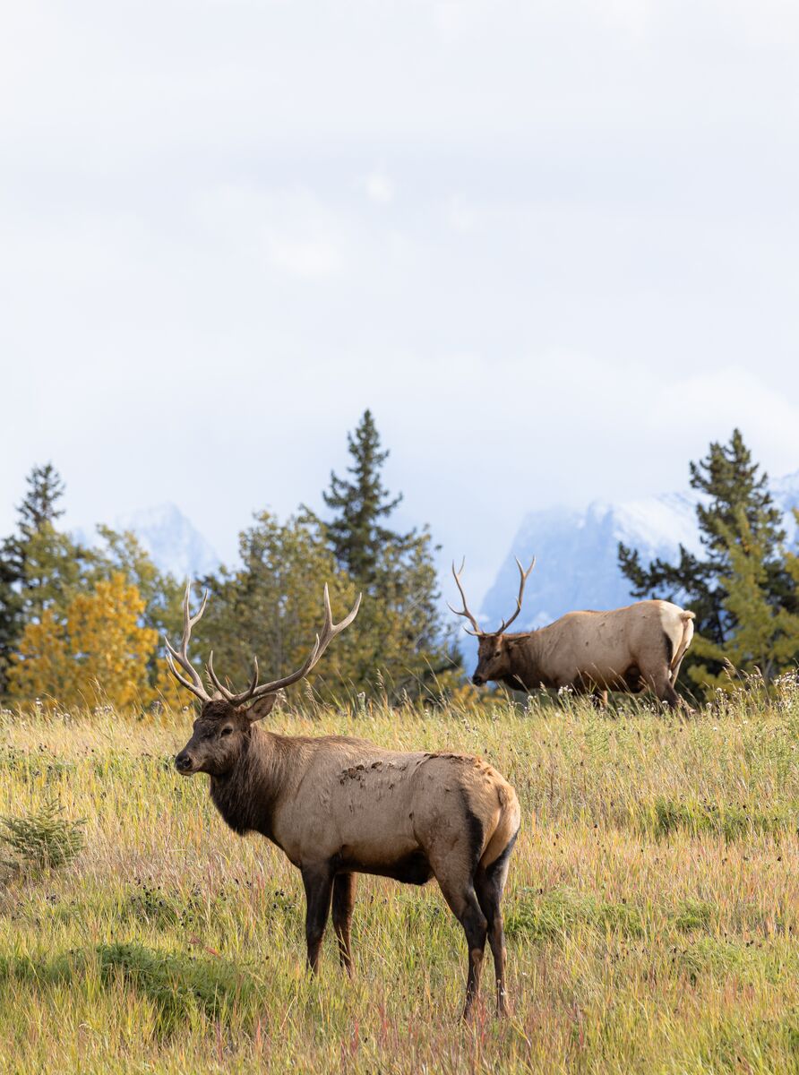 Two elk stand in a field in the fall. Examples of two wildlife that could be seen while mountain biking in Banff National Park.