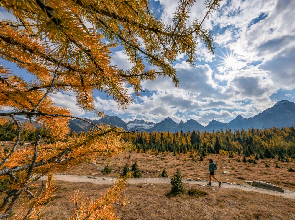A person hiking Larch Valley during larch season in Banff National Park