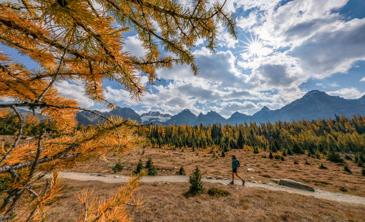 A person hiking Larch Valley during larch season in Banff National Park