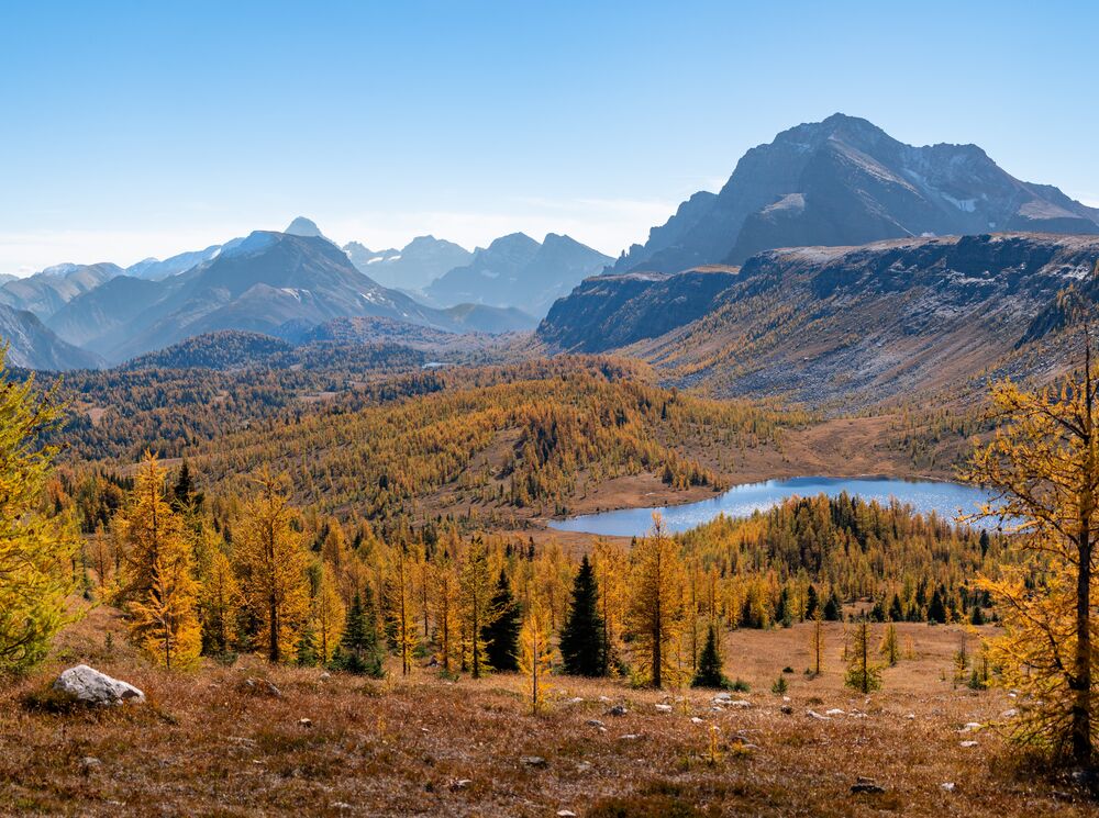 A landscape with mountains, a lake, and golden larch trees in Banff National Park