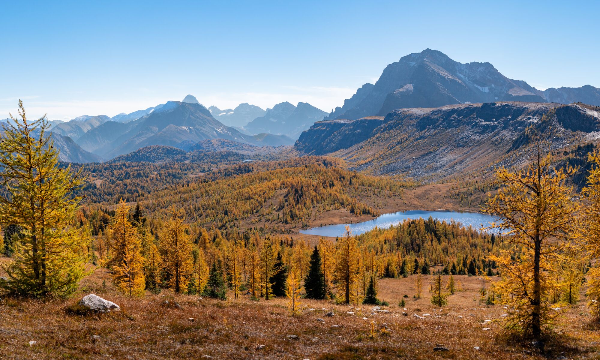 A landscape with mountains, a lake, and golden larch trees in Banff National Park