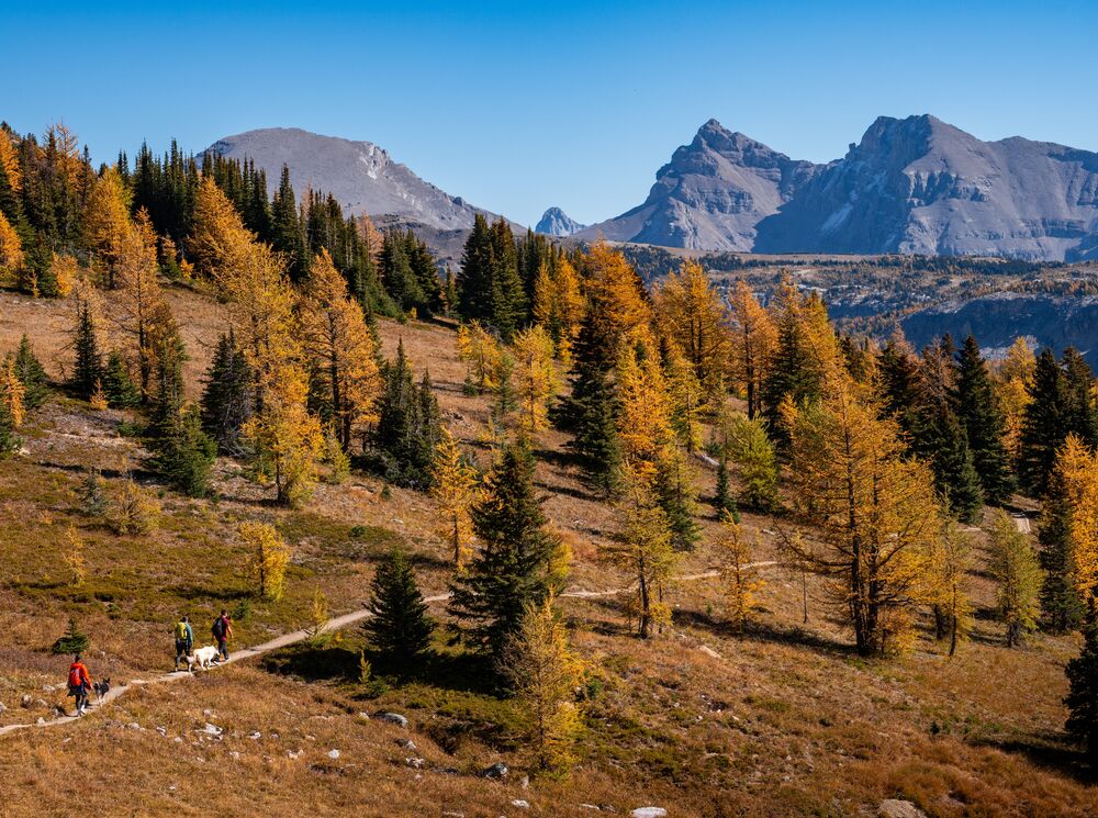 Three people hiking healy pass in Banff National Park