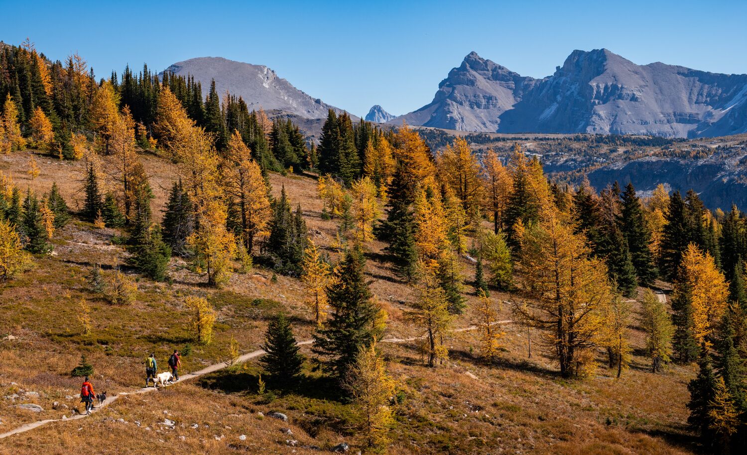 Three people hiking healy pass in Banff National Park