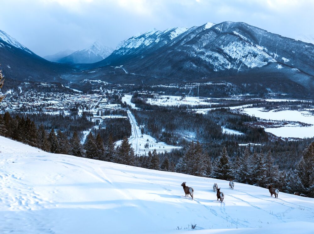 A group of big horn sheep stand in the snow at the Mt. Norquay lookout in Banff National Park.