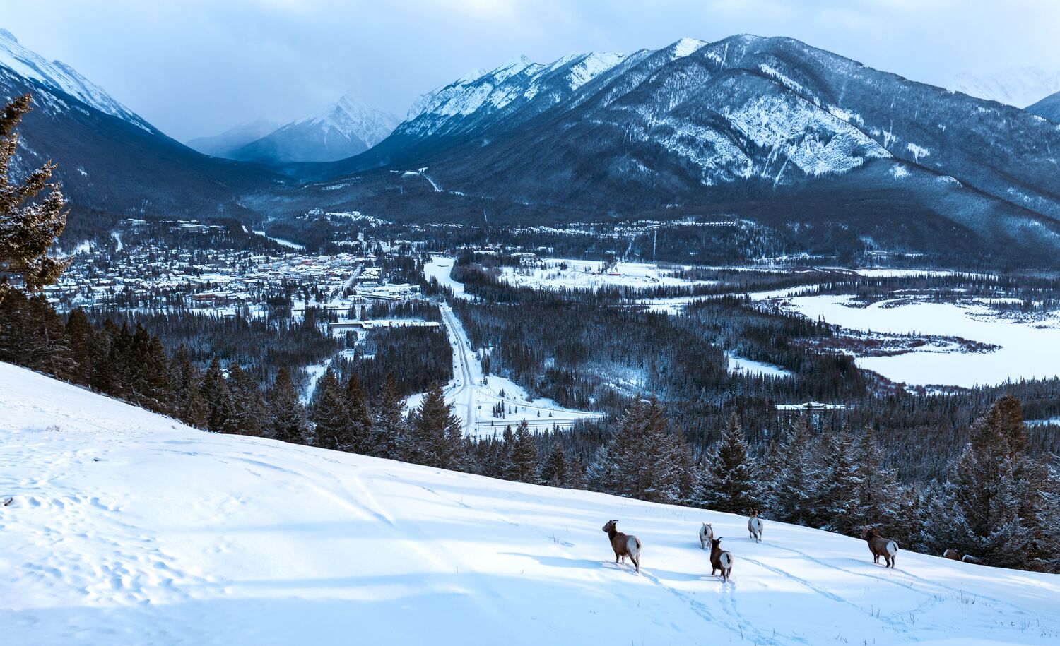 A group of big horn sheep stand in the snow at the Mt. Norquay lookout in Banff National Park.