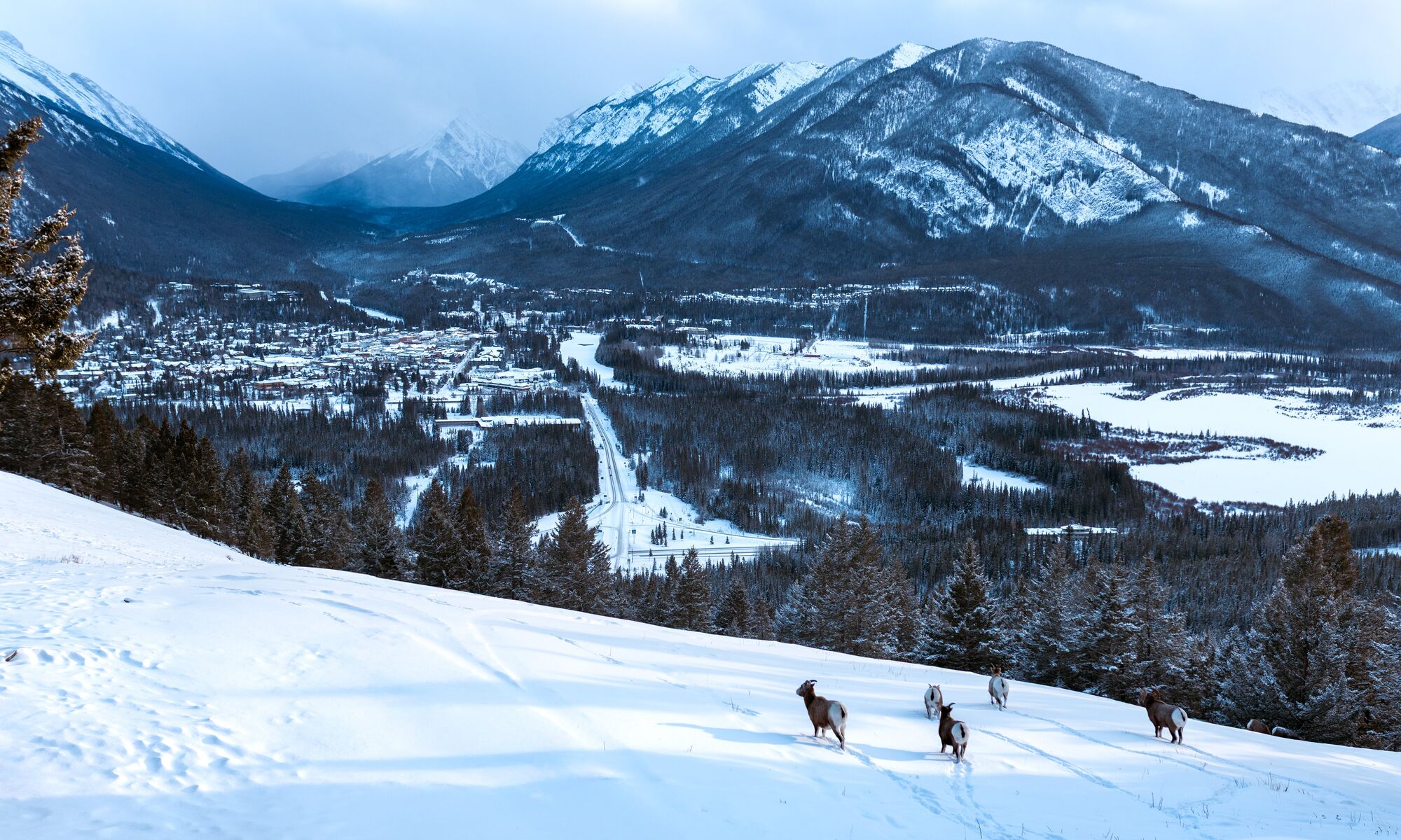 A group of big horn sheep stand in the snow at the Mt. Norquay lookout in Banff National Park.
