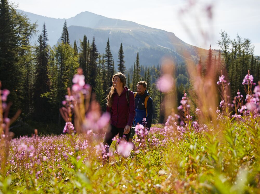 Two people hike amongst wildflowers at Sunshine Meadows in Banff National Park.