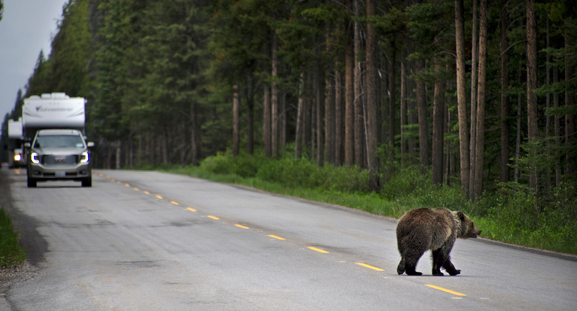 A bear crossing the road in Banff National Park.