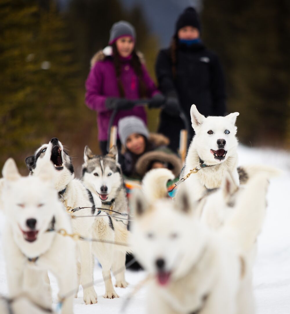 Dog Sledding in the Canadian Rockies Banff & Lake Louise Tourism