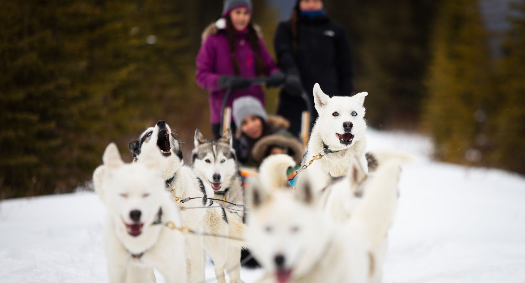 Family goes dog sledding at Spray Lakes with Snowy Owl Dog Sled Tours