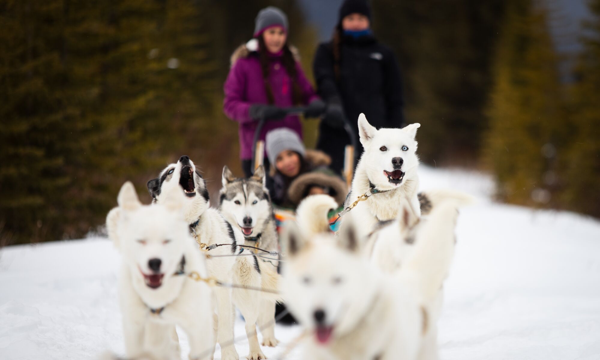 A family dog sleds near Banff National Park.