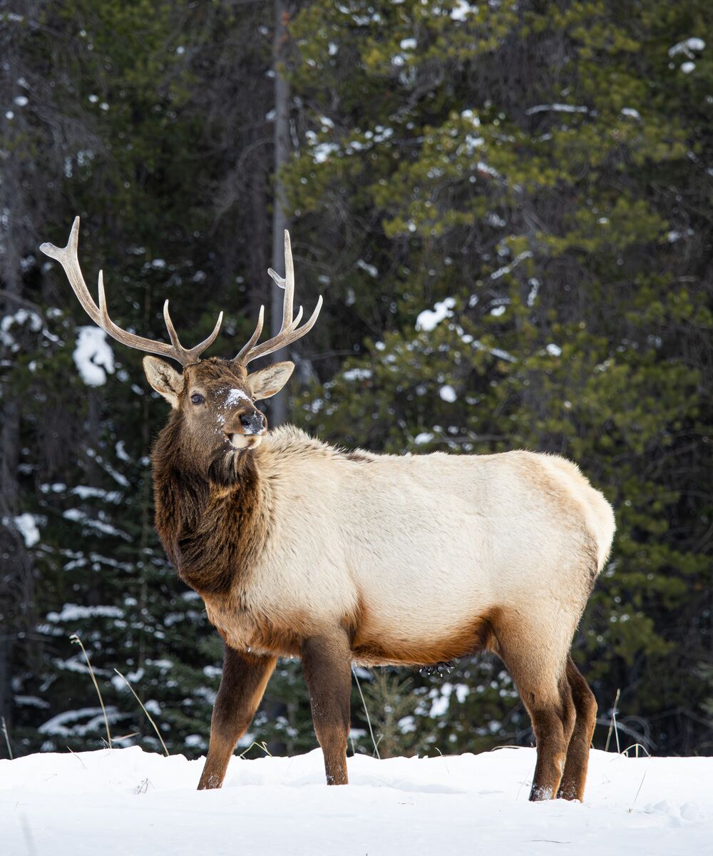 A large male elk in the snow in Banff National Park