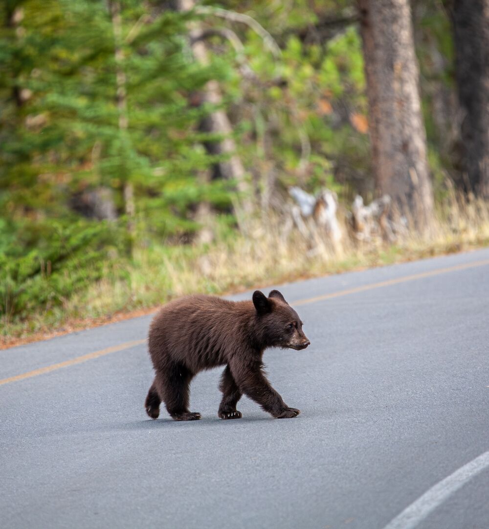 A small bear cub crossing the road in Banff National Park. A reminder to drive carefully.
