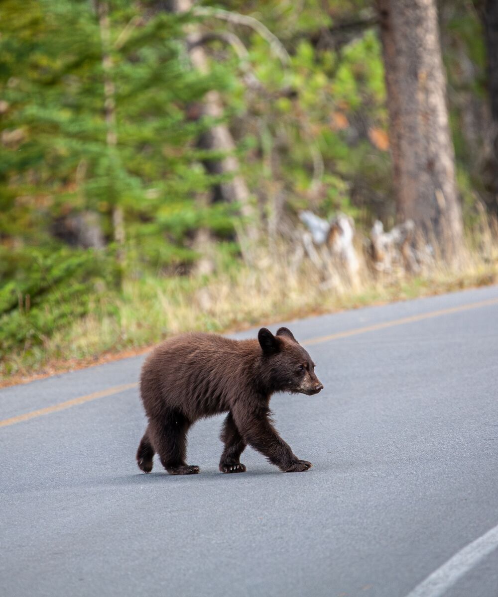 A small bear cub crossing the road in Banff National Park. A reminder to drive carefully.
