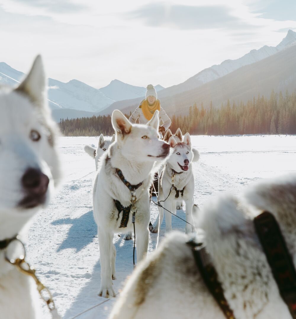 Dog Sledding in Kananaskis