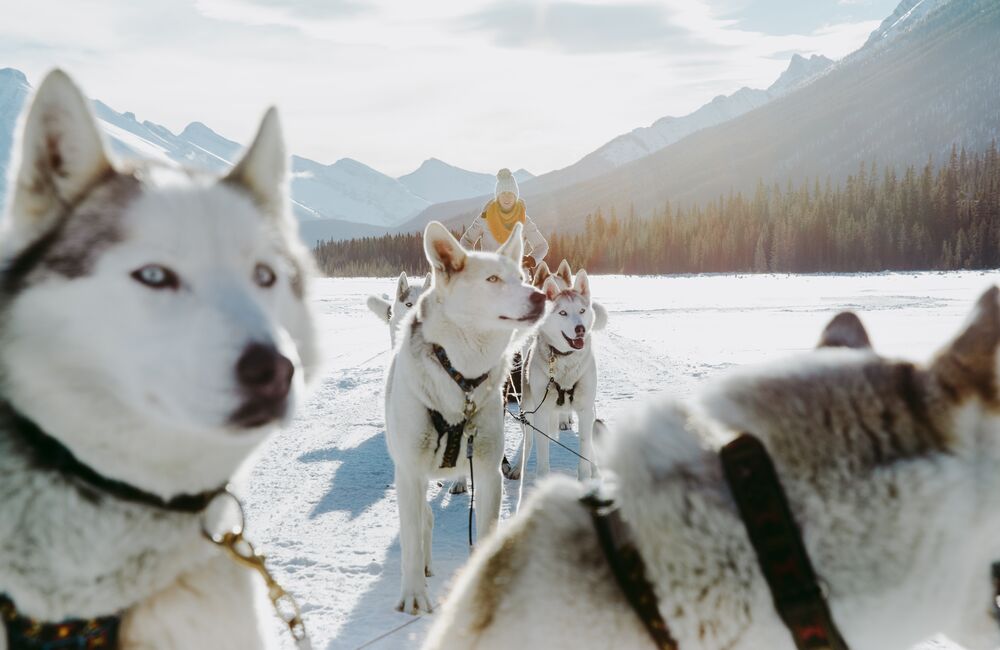 Dog Sledding in Kananaskis