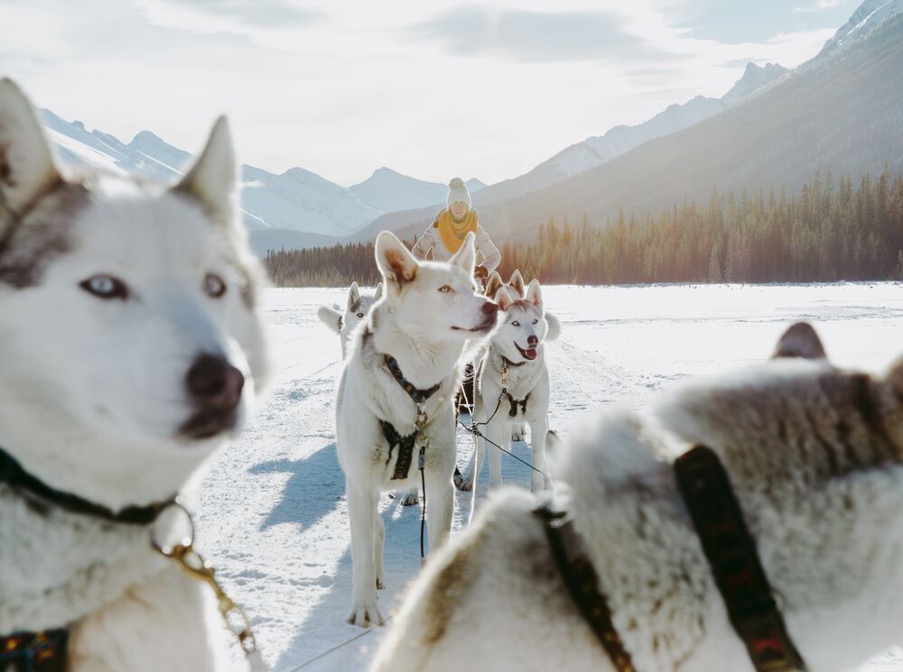 Dog Sledding in Kananaskis