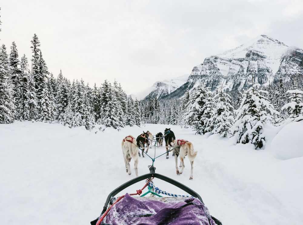 A first-person view inside a dog sled in Banff National Park.