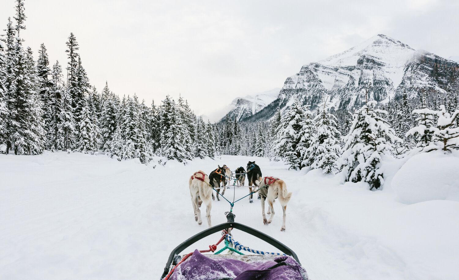 A first-person view inside a dog sled in Banff National Park.