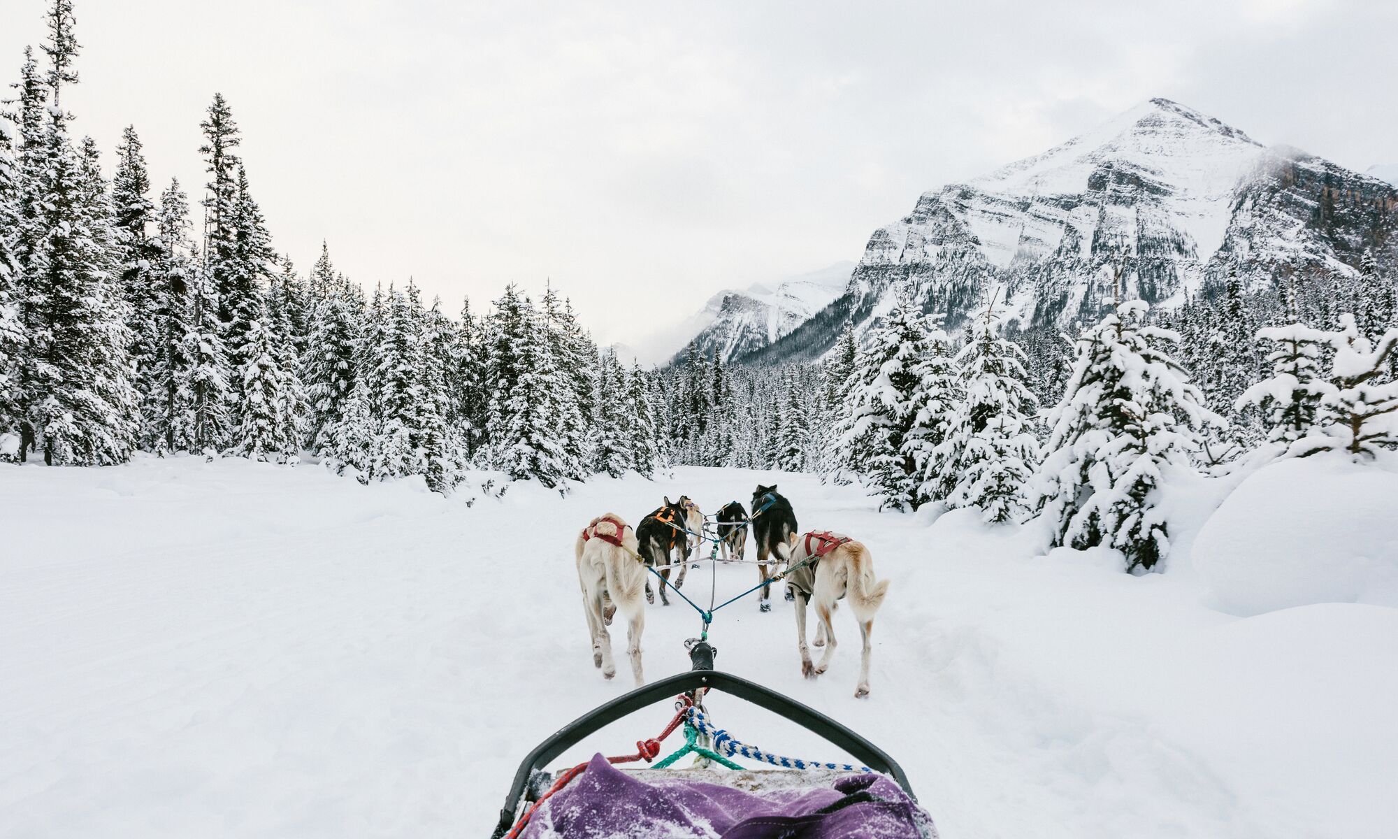 A first-person view inside a dog sled in Banff National Park.