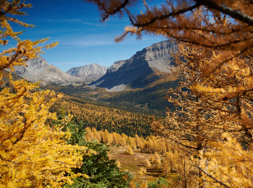 Larch trees with mountains in the background at Lake Louise Summer Sightseeing Gondola in Banff National Park.