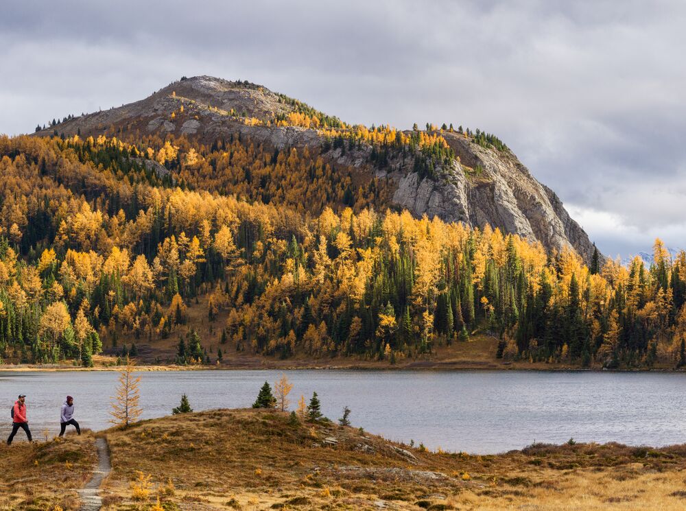 Golden larch trees at Sunshine Meadows with a lake behind hikers.