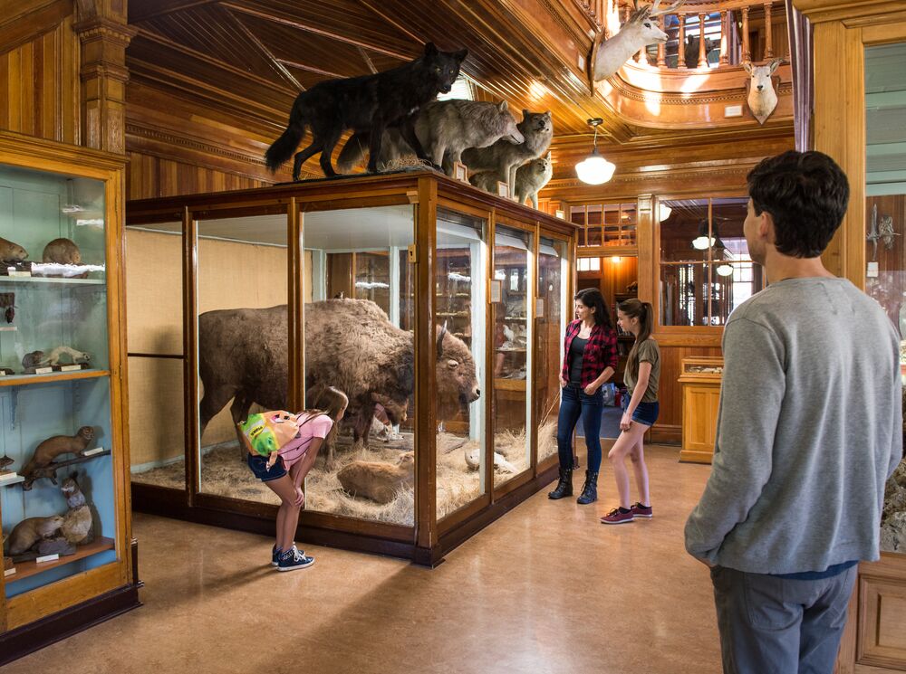A family looks at the exhibits at the Banff Park Museum in Banff National Park.