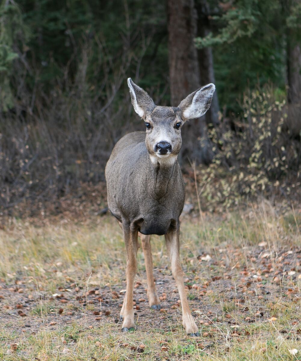 An image of a Deer in Banff Springs.