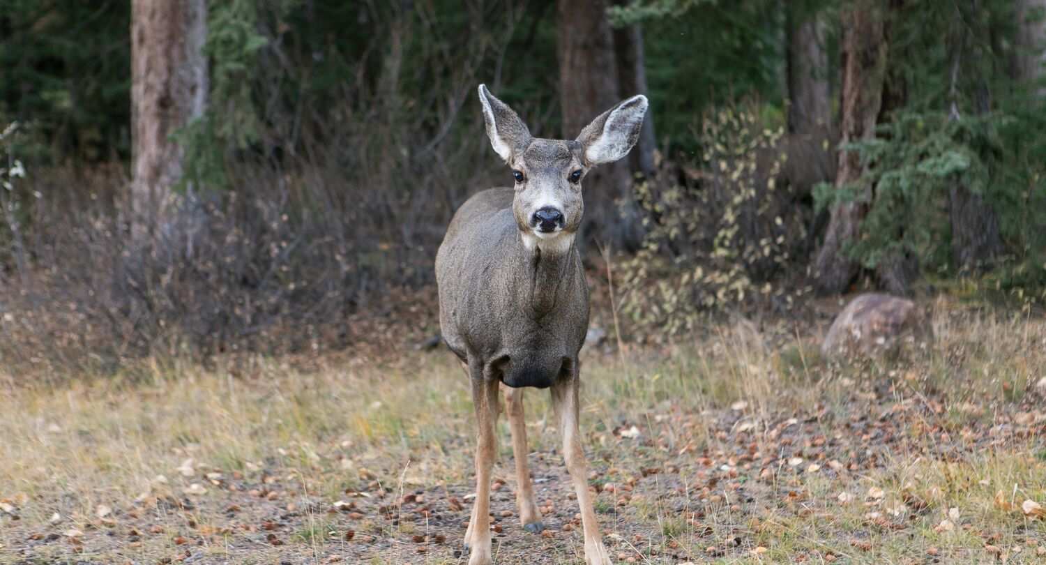 An image of a Deer in Banff Springs.