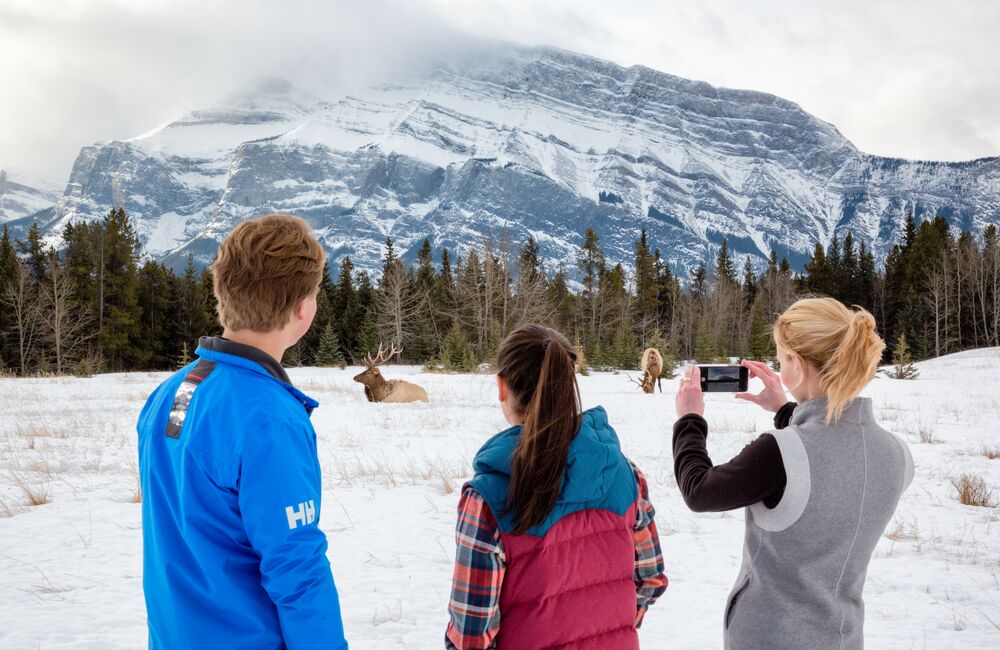 A group of people taking photos of elk on a guided wildlife tour with Discover Banff Tours