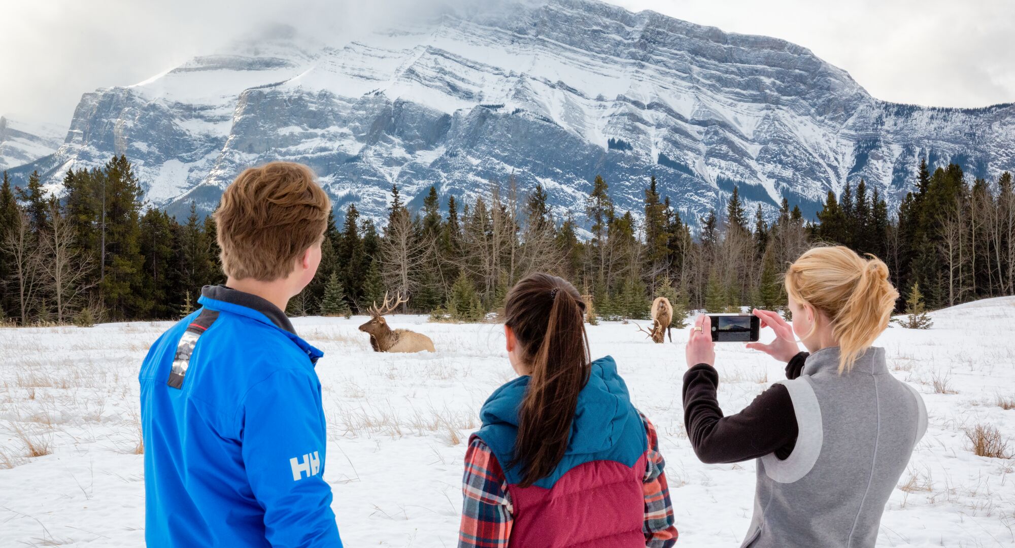 A group of people taking photos of elk on a guided wildlife tour with Discover Banff Tours