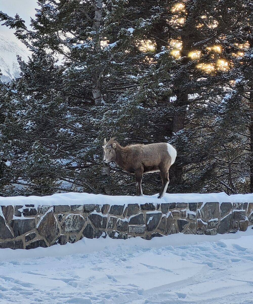 Big Horn Sheep explore the Norquay Lookout during a BLLT photoshoot on a snowy winter day