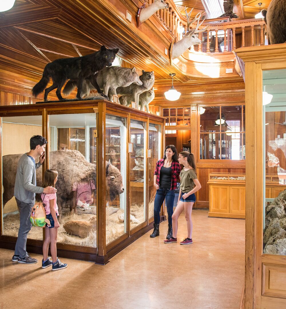 A family viewing the exhibit at the Banff Park Museum
