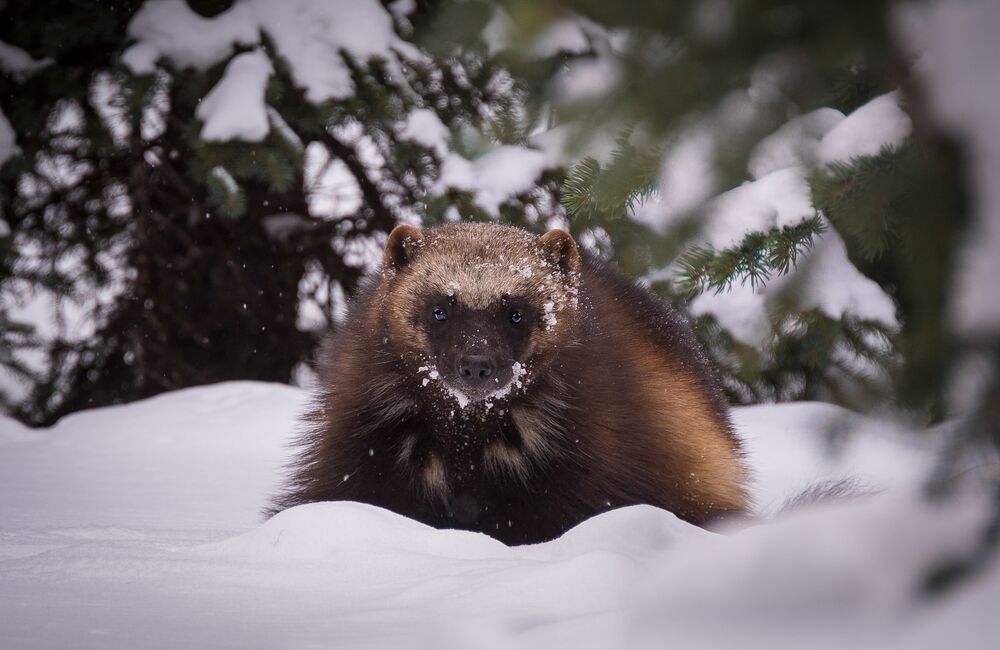A Wolverine in the snow in Banff National Park