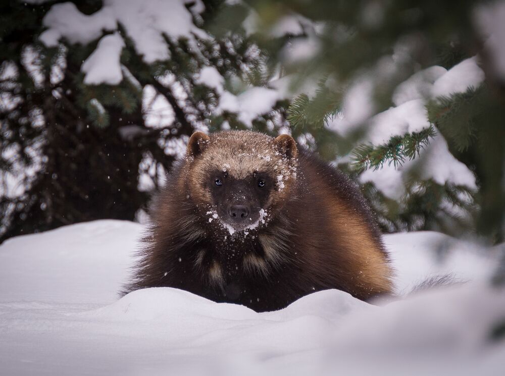 A Wolverine in the snow in Banff National Park