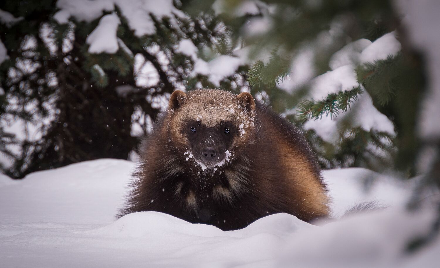 A Wolverine in the snow in Banff National Park