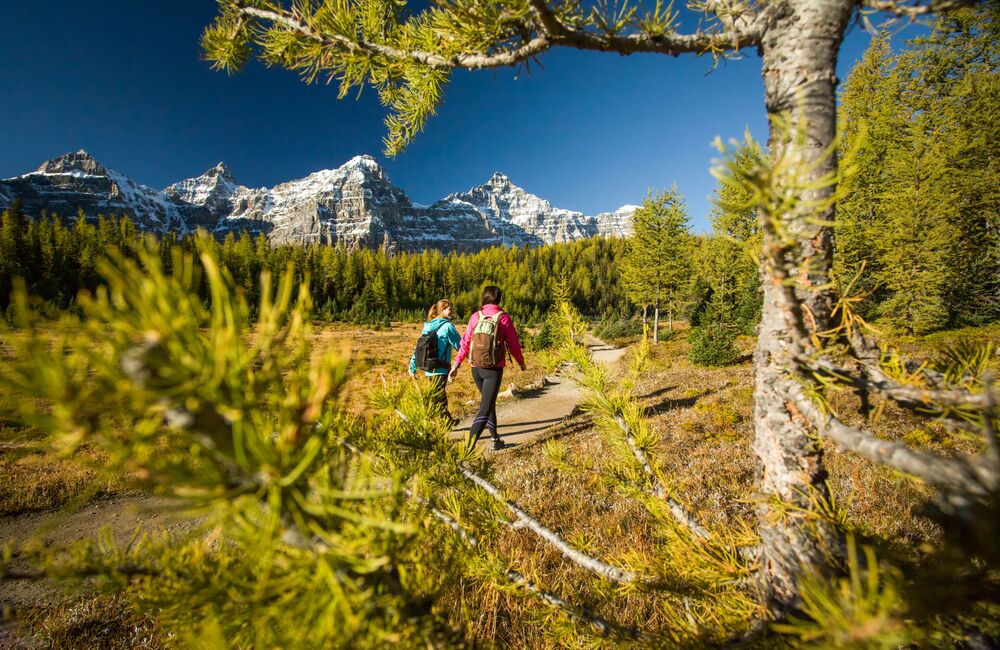 Hiking through the golden larches above Banff and Lake Louise