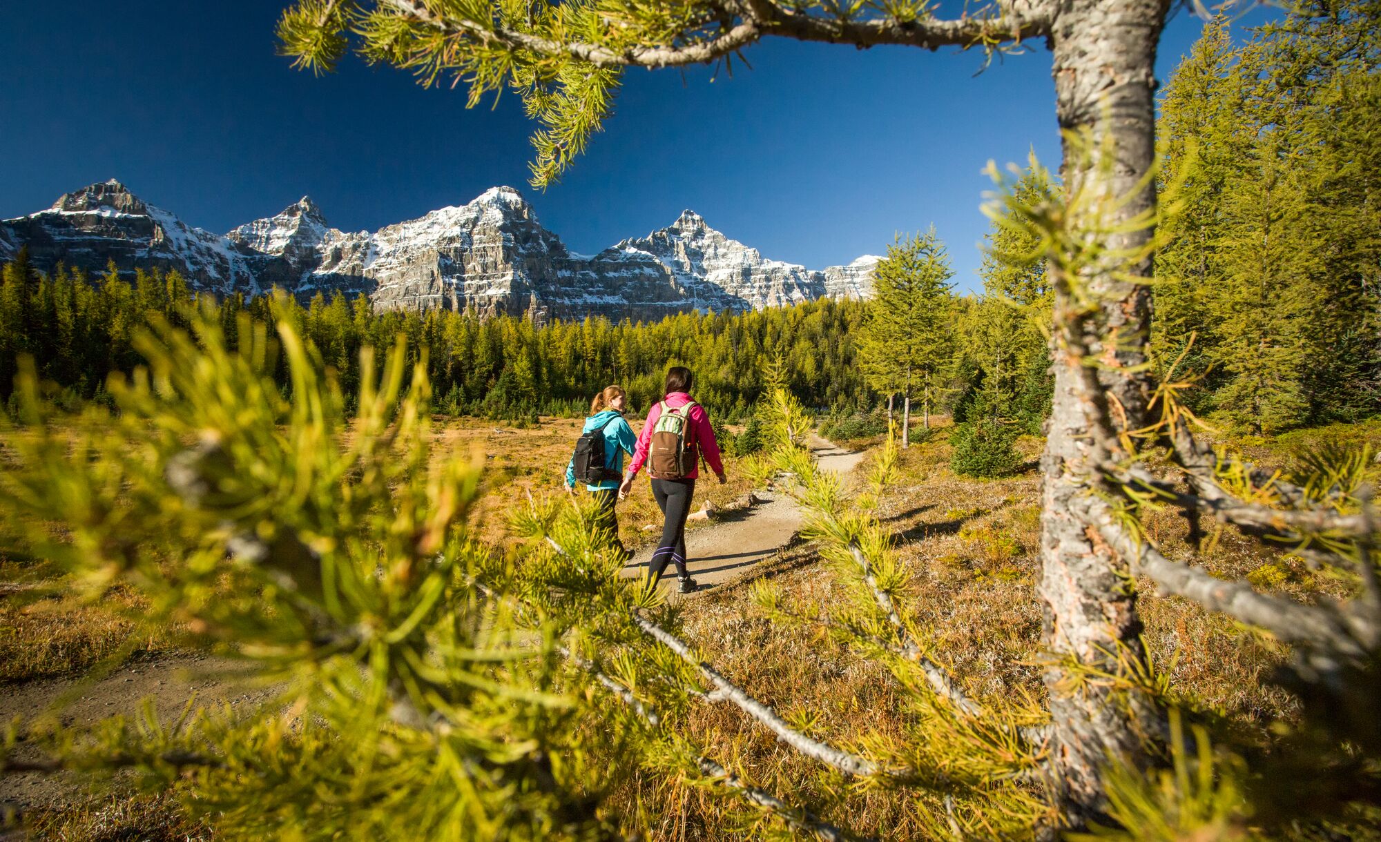 Two hikers travel through Larch Valley towards Sentinel Pass while hiking at Moraine Lake in Banff National Park