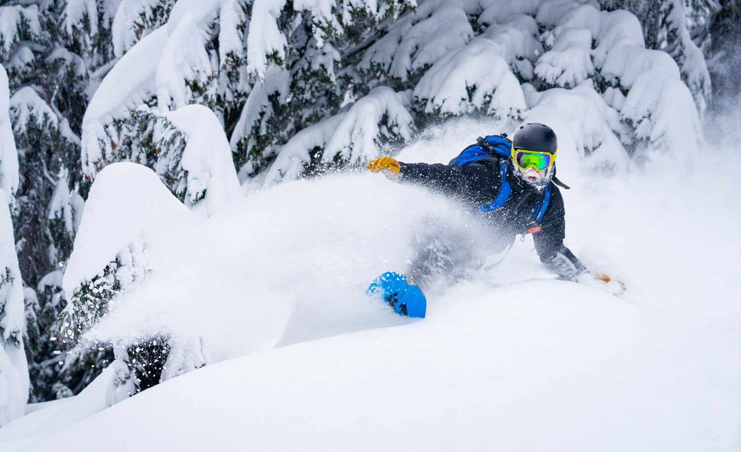 Snowboarder turning spraying powder with snow covered trees in the background.