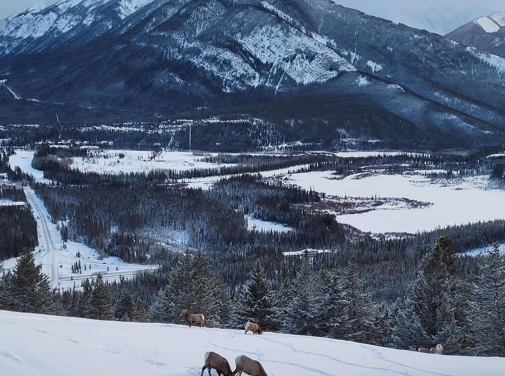 Mountain goats at the Norquay Viewpoint overlooking the Banff Townsite in Banff National Park.