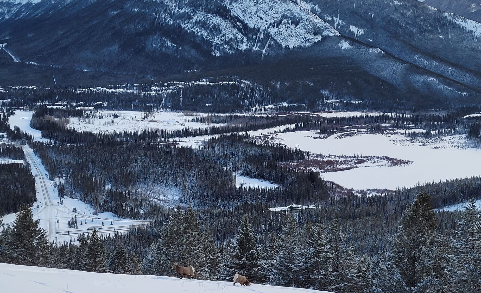 Mountain goats at the Norquay Viewpoint overlooking the Banff Townsite in Banff National Park.