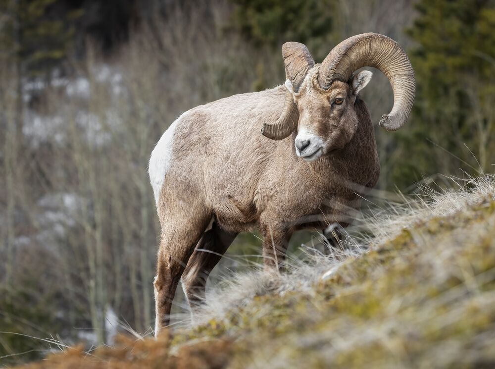 Big horn sheep in Banff National Park