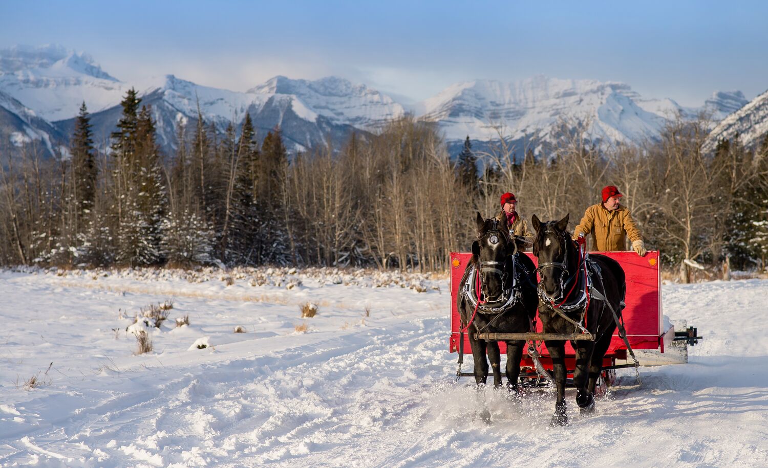 The guests are enjoying the horse sleigh riding at Fairmont Banff Springs.