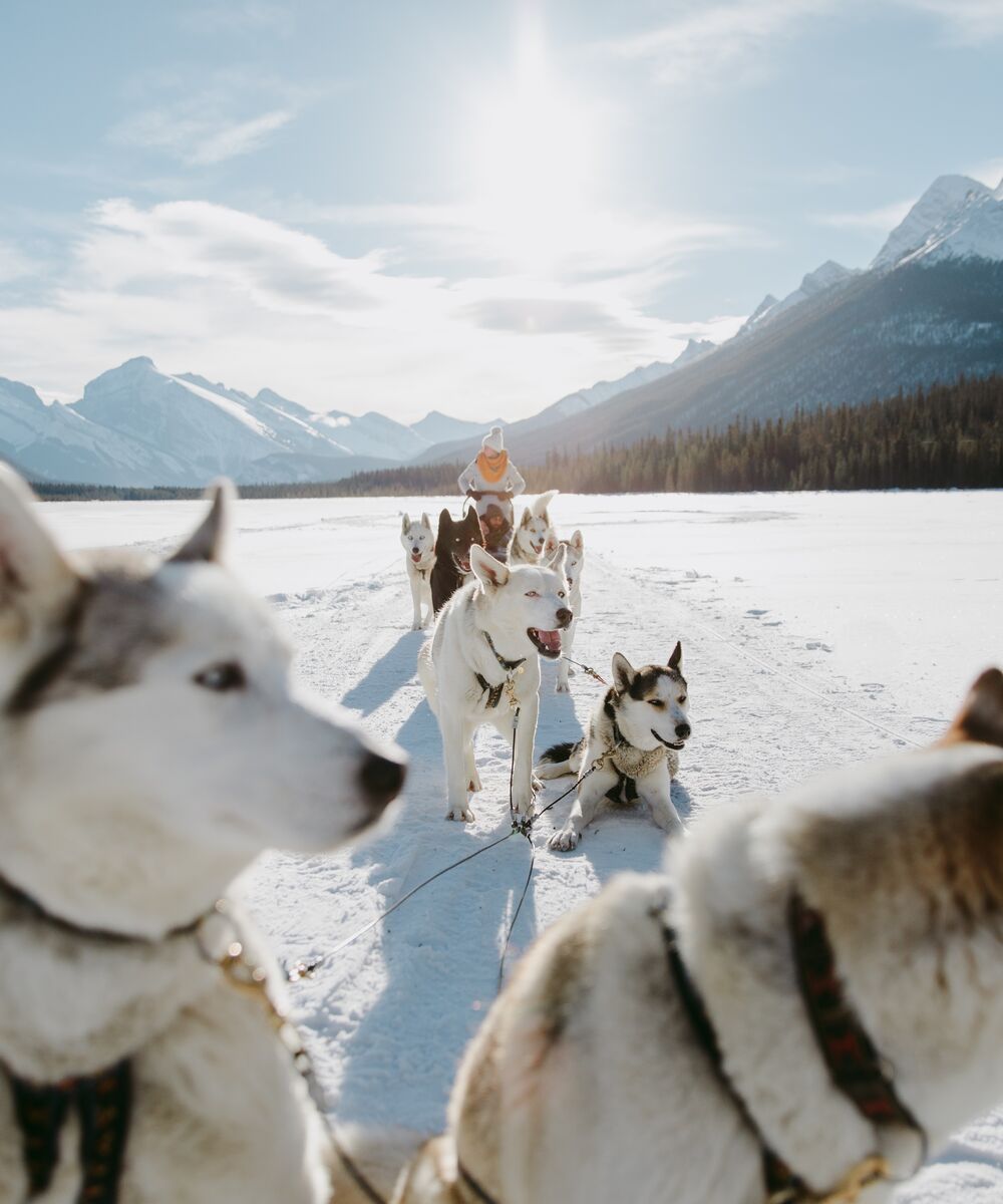 A dogsledding tour through a valley in Kananaskis