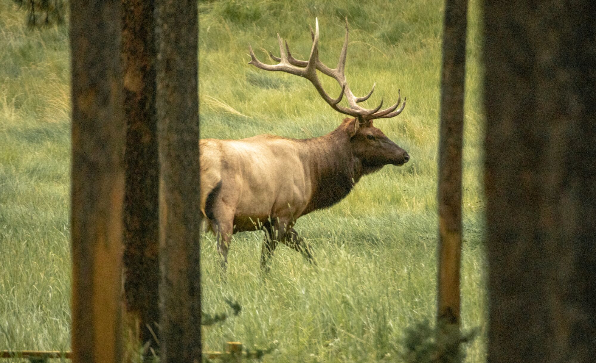 A male elk walks between two trees in Banff National Park.