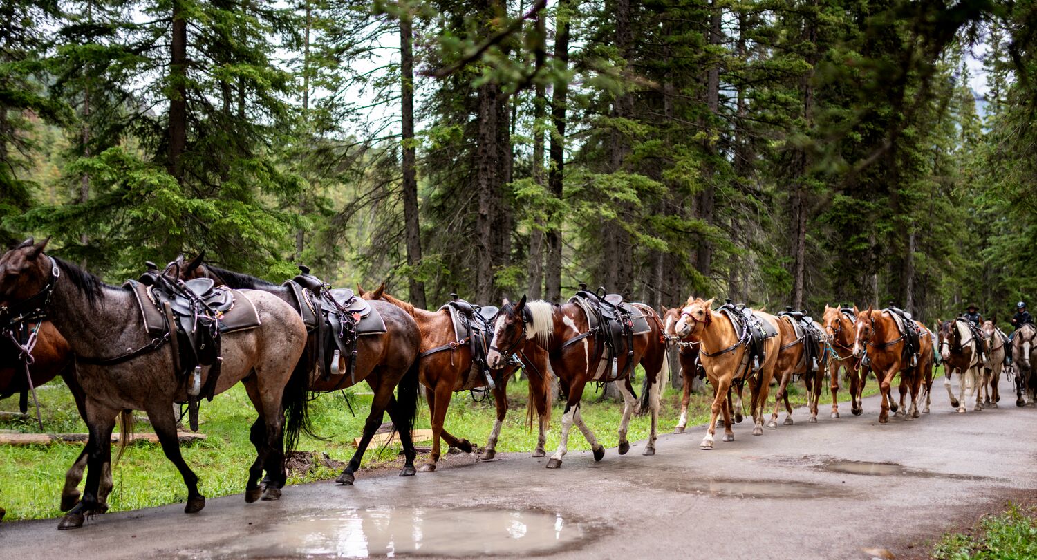 Horses with Banff Trail Riders on the Bow River Trail near Bow Falls in Banff National Park.