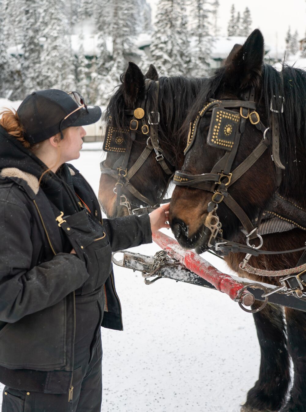 A horse handler talks to the two horses of the horse drawn sleigh rides in Lake Louise in Banff National Park.