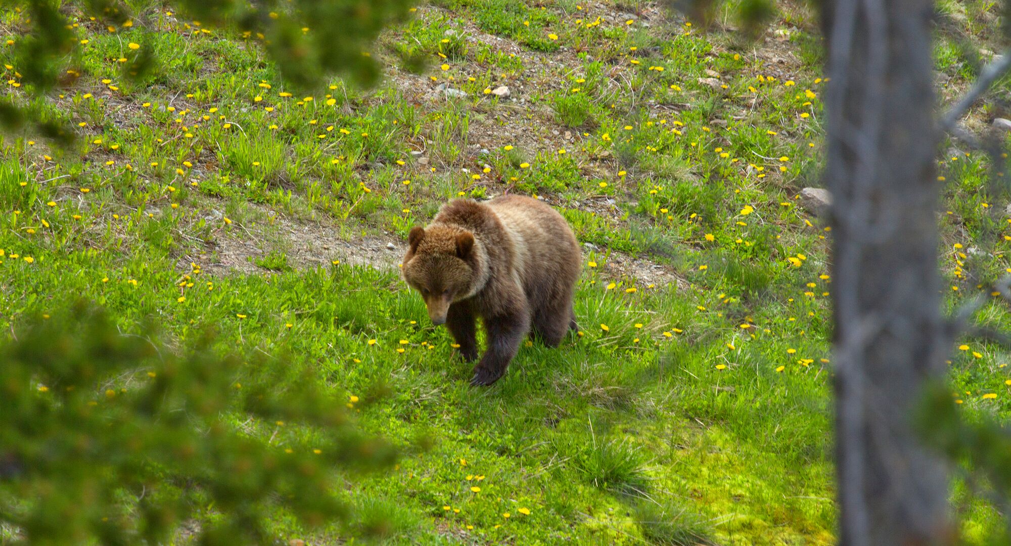A bear walking in Lake Louise Ski resort.