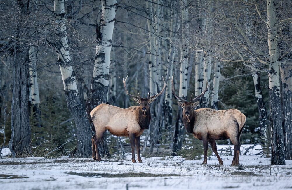 Two elk stand amongst the trees in Banff National Park on a snowy winter day