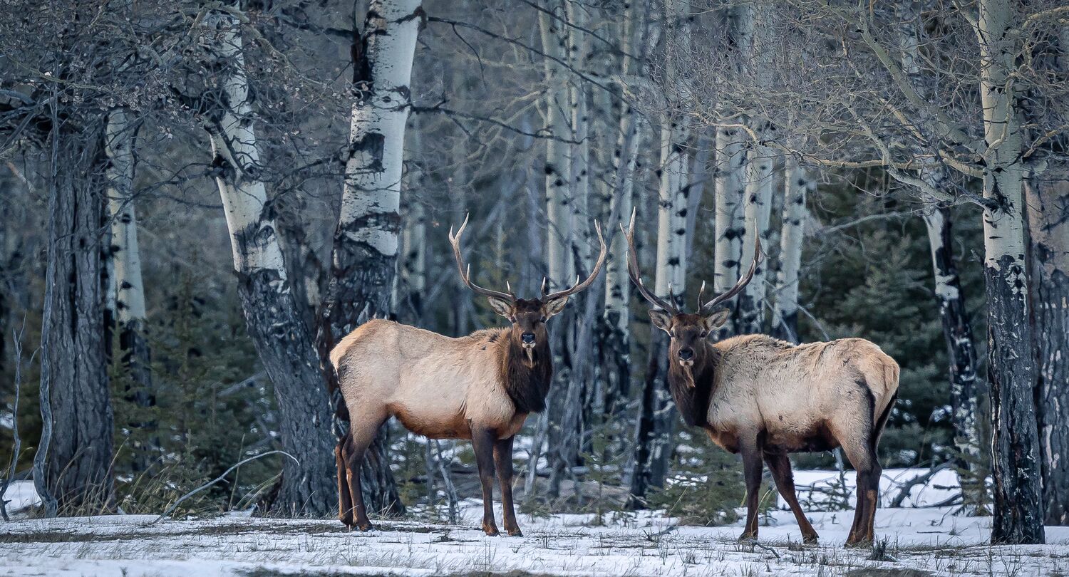 Two elk stand amongst the trees in Banff National Park on a snowy winter day